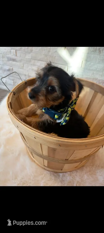 Full Akc Finn – Yorkshire Terrier puppy for sale in Schaumburg, IL