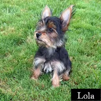 Full Akc Lola Microchip , a female Yorkshire Terrier for sale in Schaumburg, IL – 3 of 3