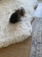 Full AKC Yorkie Teacup  Bella, a female Yorkshire Terrier for sale in Schaumburg, IL – Photo 7 of 9