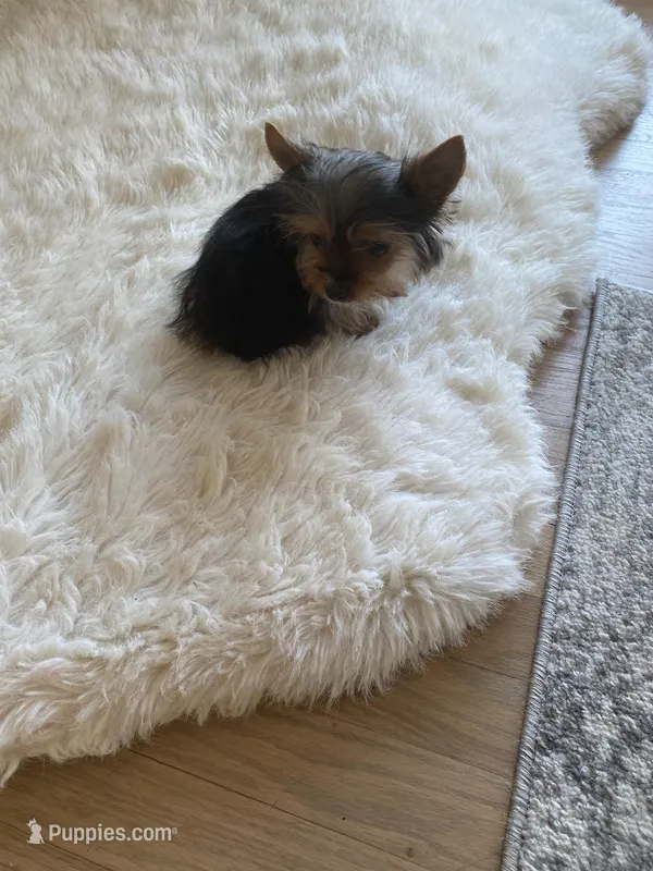 Full AKC Yorkie Teacup  Bella
