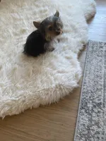 Full AKC Yorkie Teacup  Bella, a female Yorkshire Terrier for sale in Schaumburg, IL – Photo 3 of 9