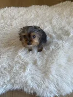 Full AKC Yorkie Teacup  Bella, a female Yorkshire Terrier for sale in Schaumburg, IL – Photo 6 of 9