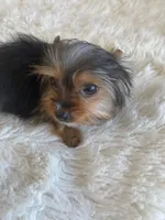 Full AKC Yorkie Teacup  Bella, a female Yorkshire Terrier for sale in Schaumburg, IL – Photo 2 of 9