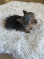 Full AKC Yorkie Teacup  Bella, a female Yorkshire Terrier for sale in Schaumburg, IL – Photo 8 of 9