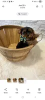 Full Akc Ace, a male Yorkshire Terrier for sale in Schaumburg, IL – 7 of 10