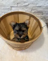 Full Akc Luna Teacup , a female Yorkshire Terrier for sale in Schaumburg, IL – 3 of 10