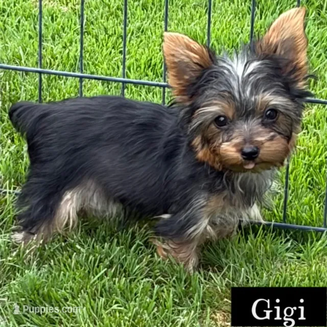 Full Akc  Giigi  Microchip  – Yorkshire Terrier puppy for sale in Schaumburg, IL