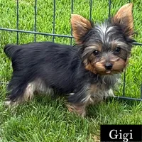 Full Akc  Giigi  Microchip , a female Yorkshire Terrier for sale in Schaumburg, IL – 1 of 1