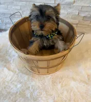 Full AKC Milo Yorkie Microchip, a male Yorkshire Terrier for sale in Schaumburg, IL – 6 of 10