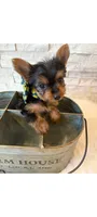 Full Akc Ace Teacup , a male Yorkshire Terrier for sale in Schaumburg, IL – 9 of 10