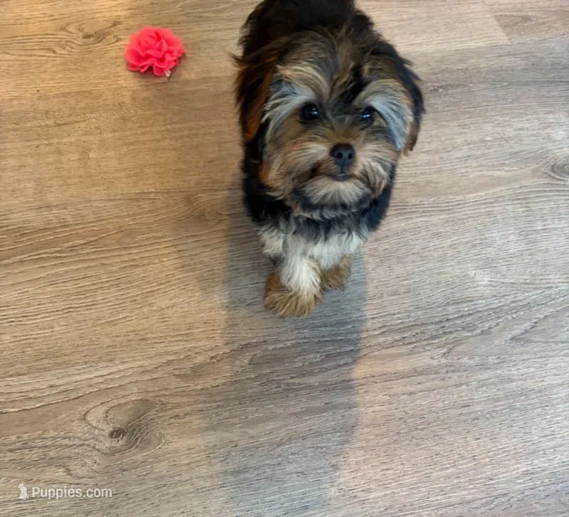 Full Akc Bella  – Yorkshire Terrier puppy for sale in Schaumburg, IL