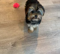 Full Akc Bella Microchip , a female Yorkshire Terrier for sale in Schaumburg, IL – 3 of 8
