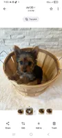 Full Akc Teacup Mia Microchip , a female Yorkshire Terrier for sale in Schaumburg, IL – 7 of 10