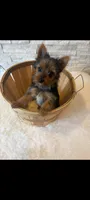 Full Akc Yorkie  Mia, a female Yorkshire Terrier for sale in Schaumburg, IL – 9 of 10