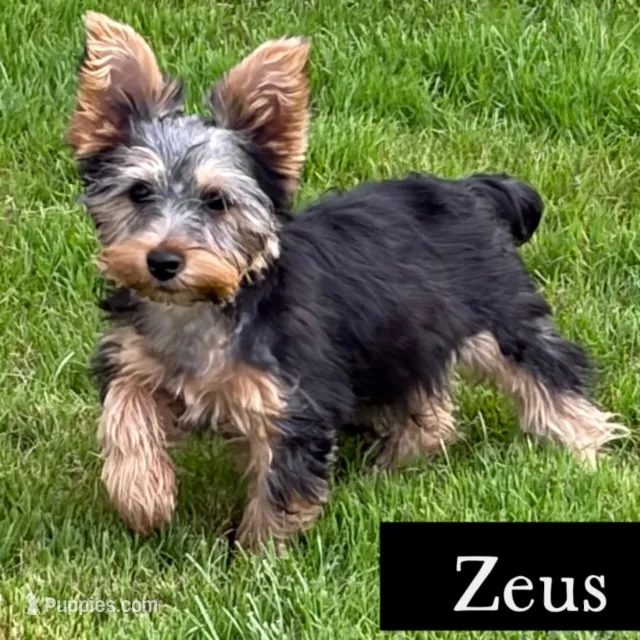 Full AKC Zeus Microchip – Yorkshire Terrier puppy for sale in Schaumburg, IL