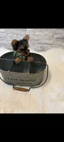 Full Akc Teacup Dolly, a female Yorkshire Terrier for sale in Schaumburg, IL – 4 of 10