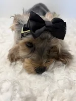 Full AKC Nemo Microchip, a male Yorkshire Terrier for sale in Schaumburg, IL – 3 of 9