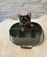Full Akc Teacup Dolly, a female Yorkshire Terrier for sale in Schaumburg, IL – 10 of 10