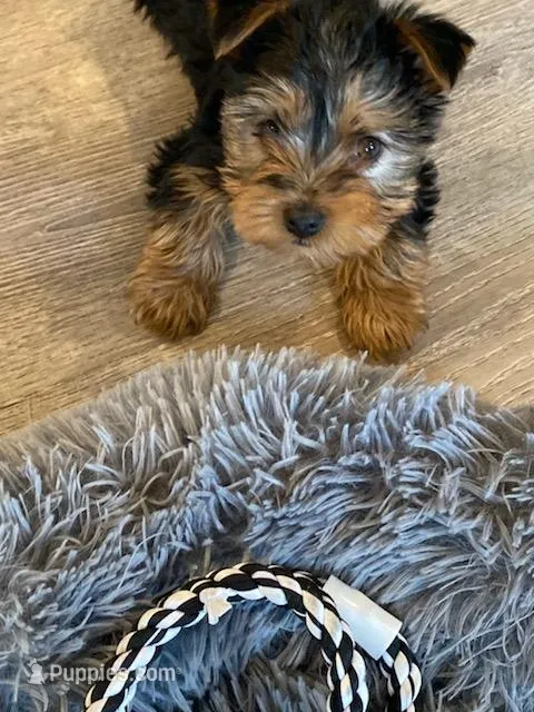 Full Akc Yorkie Gizmo, a male Yorkshire Terrier for sale in Schaumburg, IL – Photo 1 of 10