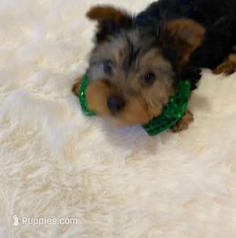 Full Akc Yorkie Gizmo
