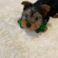 Potty Trained Akc Yorkie Gizmo, a male Yorkshire Terrier for sale in Schaumburg, IL – Photo 1 of 9