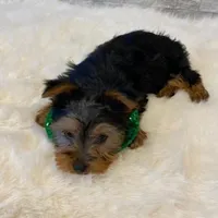 Potty Trained Akc Yorkie Gizmo, a male Yorkshire Terrier for sale in Schaumburg, IL – Photo 7 of 9