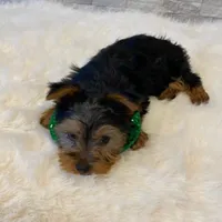 Potty Trained Akc Yorkie Gizmo, a male Yorkshire Terrier for sale in Schaumburg, IL – Photo 5 of 9