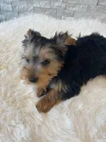 Akc Yorkie Gizmo Microchip, a male Yorkshire Terrier for sale in Schaumburg, IL – Photo 10 of 10