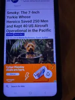 Akc Yorkie Gizmo + Potty Trained, a male Yorkshire Terrier for sale in Schaumburg, IL – Photo 10 of 10