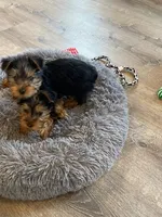 Full Akc Yorkie Gizmo, a male Yorkshire Terrier for sale in Schaumburg, IL – Photo 6 of 10