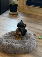 Full Akc Yorkie Gizmo, a male Yorkshire Terrier for sale in Schaumburg, IL – Photo 10 of 10