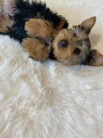 Akc Yorkie Gizmo Microchip, a male Yorkshire Terrier for sale in Schaumburg, IL – Photo 1 of 10