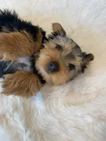 Akc Yorkie Gizmo Microchip, a male Yorkshire Terrier for sale in Schaumburg, IL – Photo 3 of 10