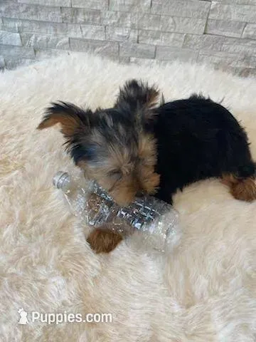 Akc Yorkie Gizmo Microchip, a male Yorkshire Terrier for sale in Schaumburg, IL – Photo 2 of 10