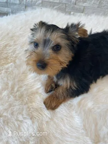 Full Akc Gizmo Microchip – Yorkshire Terrier puppy for sale in Schaumburg, IL