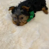 Potty Trained Akc Yorkie Gizmo, a male Yorkshire Terrier for sale in Schaumburg, IL – Photo 8 of 9