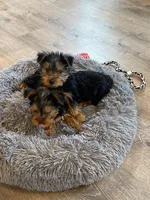 Full Akc Yorkie Gizmo, a male Yorkshire Terrier for sale in Schaumburg, IL – Photo 7 of 10