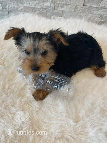 Akc Yorkie Gizmo Microchip – Yorkshire Terrier puppy for sale in Schaumburg, IL