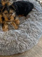 Full Akc Yorkie Gizmo, a male Yorkshire Terrier for sale in Schaumburg, IL – Photo 5 of 10