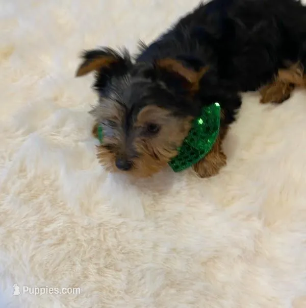 Full Akc Yorkie Gizmo