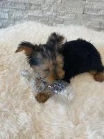Akc Yorkie Gizmo Microchip, a male Yorkshire Terrier for sale in Schaumburg, IL – Photo 10 of 10