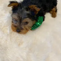 Potty Trained Akc Yorkie Gizmo, a male Yorkshire Terrier for sale in Schaumburg, IL – Photo 2 of 9