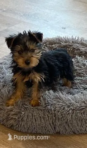 Full Akc Yorkie Gizmo