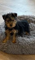 Full Akc Yorkie Gizmo, a male Yorkshire Terrier for sale in Schaumburg, IL – Photo 2 of 10
