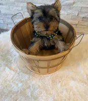 Full AKC Milo Yorkie Microchip, a male Yorkshire Terrier for sale in Schaumburg, IL – 7 of 10