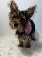 Bella, a female Yorkshire Terrier for sale in Schaumburg, IL – 5 of 7