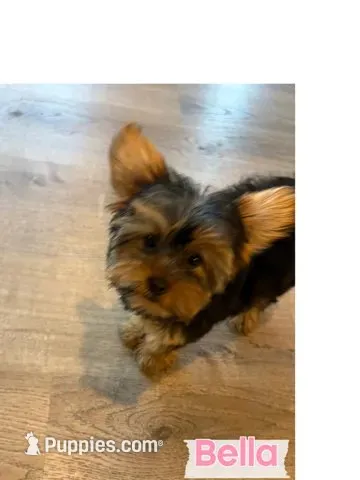 Full Akc Bella  – Yorkshire Terrier puppy for sale in Schaumburg, IL