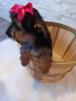 Coco Yorkie Microchip, a female Yorkshire Terrier for sale in Schaumburg, IL – Photo 2 of 10