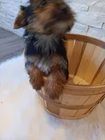 Coco Yorkie Microchip, a female Yorkshire Terrier for sale in Schaumburg, IL – Photo 3 of 10