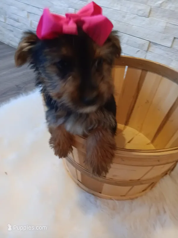 Coco Yorkie Microchip, a female Yorkshire Terrier for sale in Schaumburg, IL – Photo 1 of 10